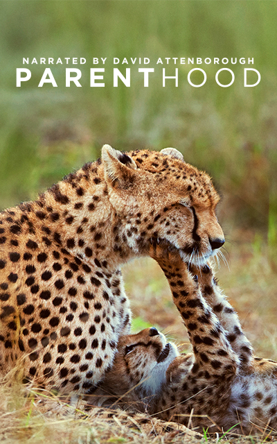 PARENTHOOD_CHEETAHS_400x640px